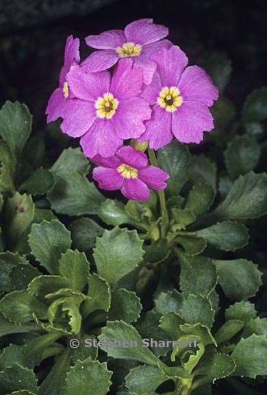 primula suffrutescens 1 graphic